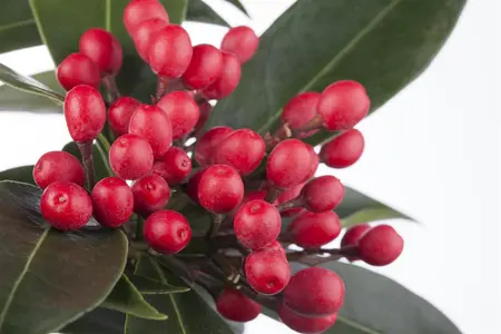 Skimmia reevesiana - 2.5 Ltr pot - image 3