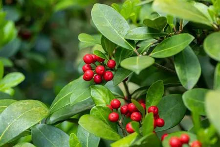 Skimmia reevesiana - 2.5 Ltr pot - image 4