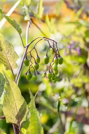 Solanum dulcamara - P9 - image 3