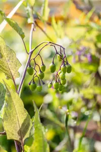 Solanum dulcamara - P9 - image 3