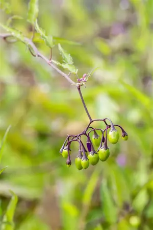 Solanum dulcamara - P9 - image 1