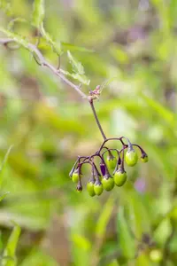 Solanum dulcamara