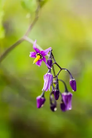 Solanum dulcamara - P9 - image 2