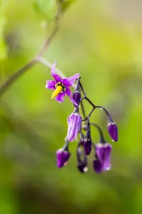 Solanum dulcamara - P9 - image 2