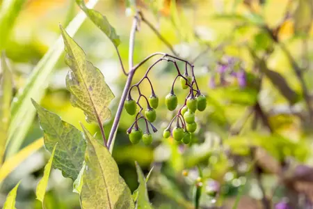 Solanum dulcamara - P9 - image 4