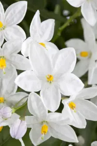 Solanum jasminoides