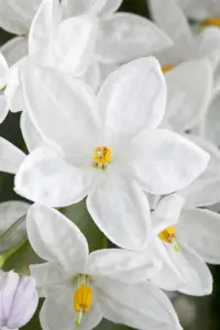 Solanum jasminoides - 200-250 CM C20 3 CANE - image 2