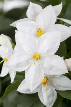 Solanum jasminoides - 200-250 CM C20 3 CANE - image 3