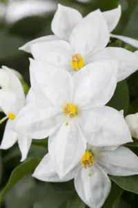 Solanum jasminoides - 200-250 CM C20 3 CANE - image 3
