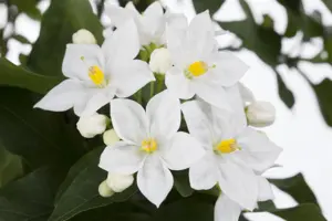 Solanum jasminoides - 200-250 CM C20 3 CANE - image 4