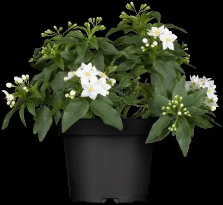 Solanum jasminoides - 200-250 CM C20 3 CANE - image 5