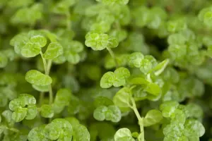 Soleirolia soleirolii green - P9 - image 4