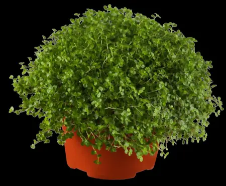 Soleirolia soleirolii green - P11 - image 1