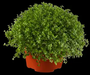 Soleirolia soleirolii green