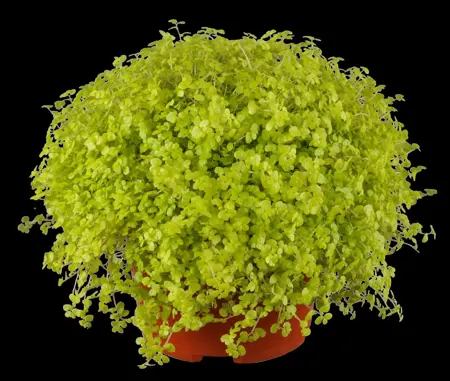 Soleirolia soleirolii green - P11 - image 2