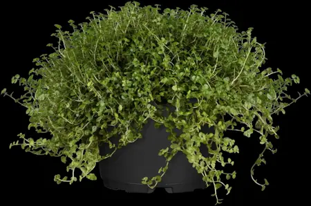 Soleirolia soleirolii green - P11 - image 5