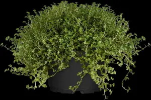 Soleirolia soleirolii green - P11 - image 5