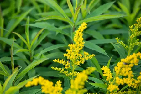 Solidago 'Goldkind' - P9 - image 1