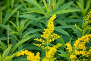 Solidago 'Goldkind'