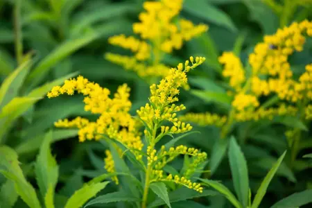 Solidago 'Goldkind' - P9 - image 2