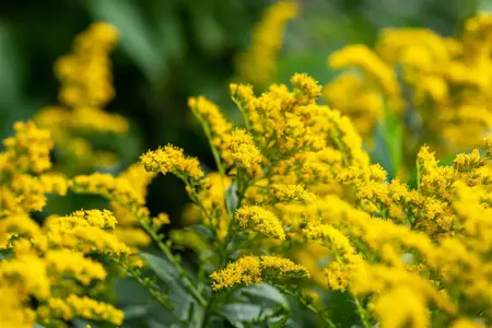 Solidago 'Strahlenkrone' - 2 Ltr pot