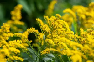 Solidago 'Strahlenkrone'