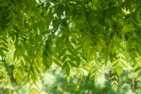 Sophora jap. 'Flavirameus' - STDS 12-14 CM CONT - image 3