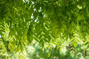 Sophora jap. 'Flavirameus' - STDS 12-14 CM CONT - image 3