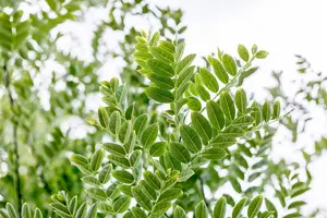 Sophora jap. 'Flavirameus' - STDS 12-14 CM CONT - image 4