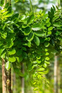 Sophora jap. 'Pendula' - STEM 225 CM, GIRTH 14-16 CM RB - image 3