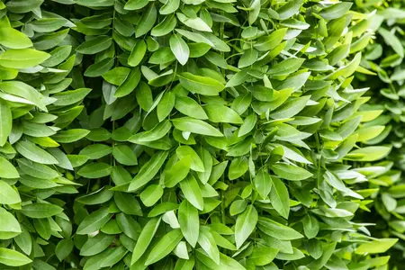 Sophora jap. 'Pendula' - STD 20-25 CM RB - image 1