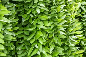 Sophora jap. 'Pendula' - STD 20-25 CM RB - image 1