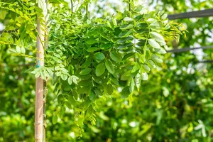 Sophora jap. 'Pendula' - STD 10-12 CM FTH. CONT - image 2