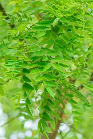 Sophora jap. 'Regent' - STDS 16-18 CM RB - image 3