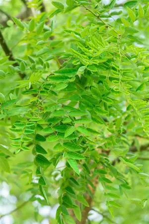Sophora jap. 'Regent' - SOLITAIR 300-350 CM C150 - image 2