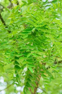 Sophora jap. 'Regent' - SOLITAIR 300-350 CM C150 - image 2