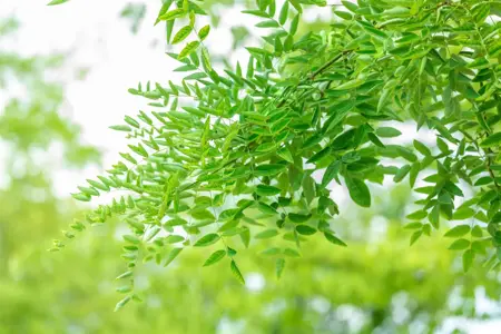 Sophora jap. 'Regent' - STDS 12-14 CM RB - image 4