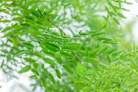 Sophora jap. 'Regent' - STDS 12-14 CM RB - image 5