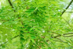 Sophora jap. 'Regent' - STDS 14-16 CM RB - image 1