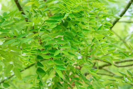 Sophora jap. 'Regent' - SOLITAIR 300-350 CM C150 - image 1