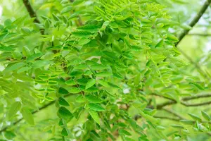 Sophora jap. 'Regent'