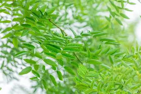 Sophora jap. 'Regent' - STD 20-25 CM RB - image 5