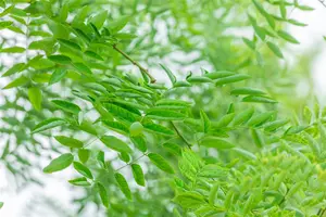 Sophora jap. 'Regent' - STD 25-30 CM RB - image 5