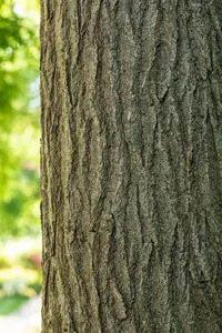 Sophora japonica (Styphnolobium) - SOLITAIR 300-350 CM C150 - image 1