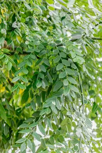 Sophora japonica (Styphnolobium) - 20-25 CM P9 - image 5