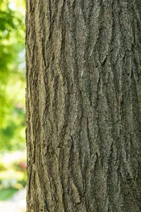 Sophora japonica (Styphnolobium) - 300-350 CM C80 - image 1
