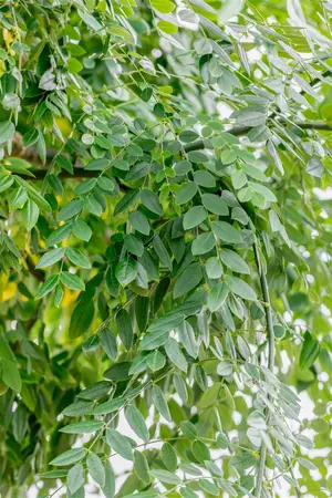 Sophora japonica (Styphnolobium) - MULTISTEM 175-200 CM C70 - image 5
