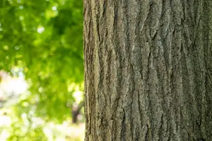 Sophora japonica (Styphnolobium) - SOLITAIR 200-250 CM RB - image 2