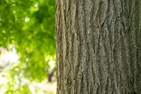 Sophora japonica (Styphnolobium) - SOLITAIR 225-250 CM RB - image 2