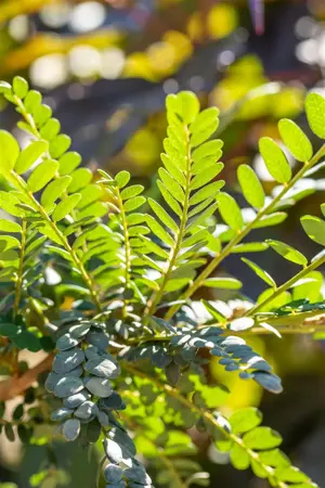 Sophora microphylla 'Sun King' - 50-60 CM C10 - image 2